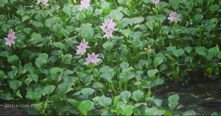 富泰BBQ场第一个隧道口 租盘 开放式间隔 , 1 浴室 170 平方尺