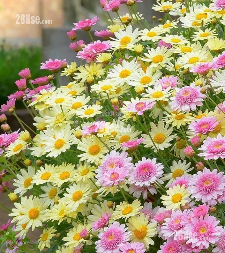 Osmanthus Garden Rental 3 Bedrooms , 1 Bathroom 646 ft²