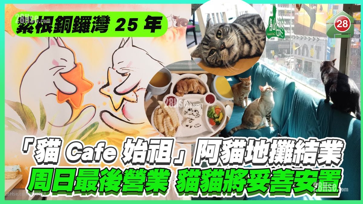屹立铜锣湾四分一世纪｜「猫Cafe始祖」阿猫地摊结业　周日最后营业 猫咪将妥善安置