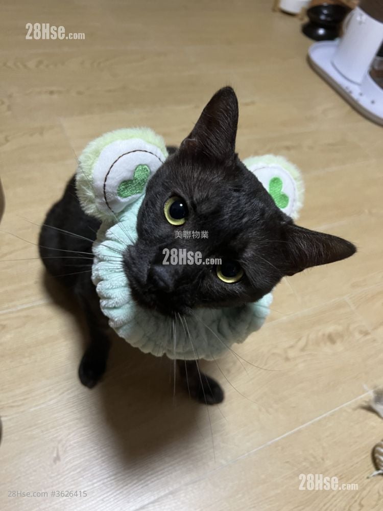 浪澄灣 售盤 2 房 , 1 浴室 550 平方呎