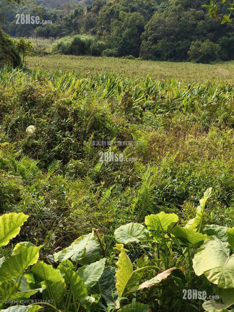 土地 售盘 28,000 平方尺
