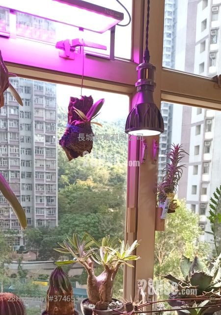 富怡花園 售盤 3 房 , 1 浴室 592 平方呎