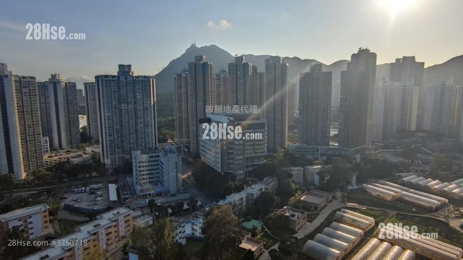 景觀: Novo Land 租盤 1 房 , 1 浴室 306 平方呎