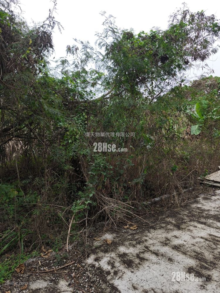 土地 租盘 1 浴室 10,000 平方尺