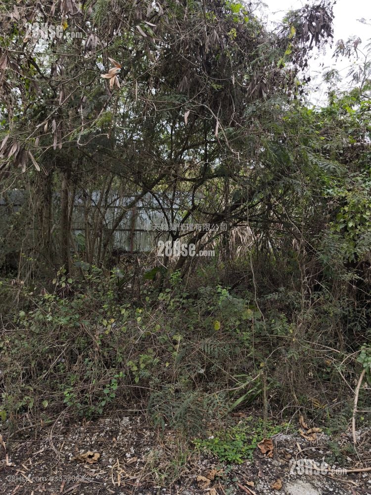 土地 租盘 1 浴室 10,000 平方尺