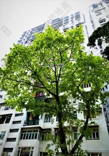 Wing Ying Mansion Sell 3 Bedrooms 1,008 ft²